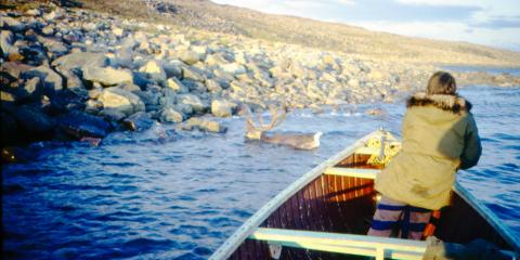 Chasse au caribou chez les Inuit (Kangiqukutaaq-Gifford Fiord, Nunavut, Arctique canadien)